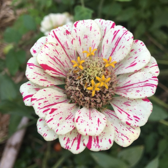 Meet your Posher, Hannah - Picture 1 of 1